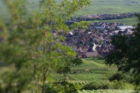 Alsacian vineyard Stock Photos
