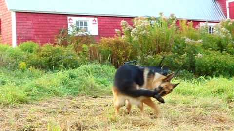 An Alsatian dog chasing her tail by a Canadian barn 動画素材 56438470