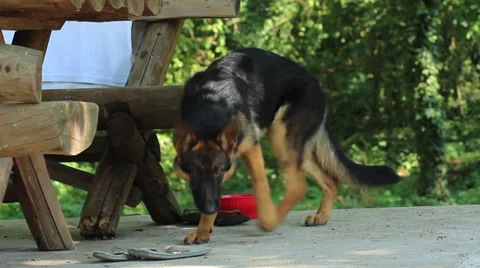 Alsatian Dog Stock Footage 27844946