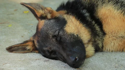 Alsatian Dog Stock Footage 27847212
