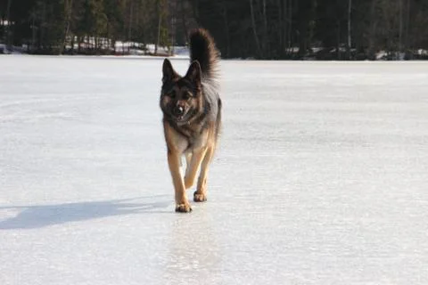 Alsatian dog on the frozen lake Stock Photos