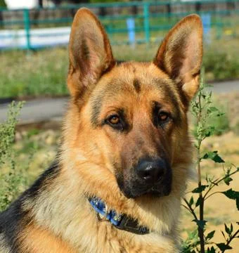 Alsatian Stock Photos