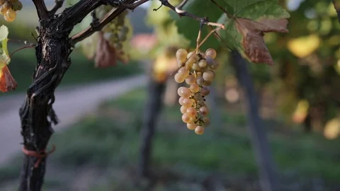 Alsatian vineyard Stock Footage 91124292
