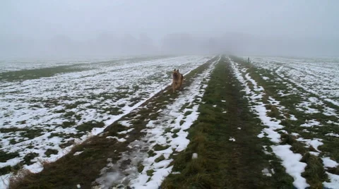 Alsation running in snowy field Stock Footage 1060472