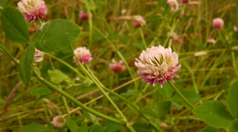 Alsike Clover Flowers 動画素材 39856274