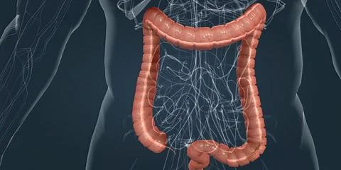 Also known as the large intestine, it is the last part of the gastrointestina Stock Illustration