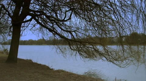 Alster coast and a tree Stock Footage 45001114
