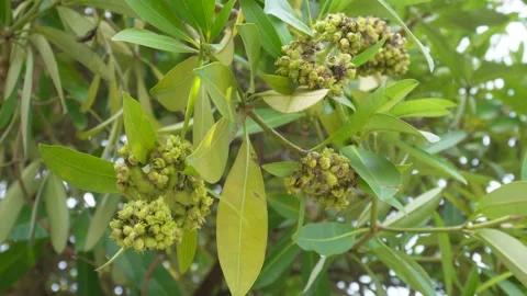 Alstonia Scholaris Stock-Footage 336430341