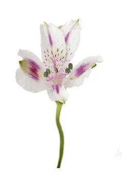 Alstro flower Stock Photos
