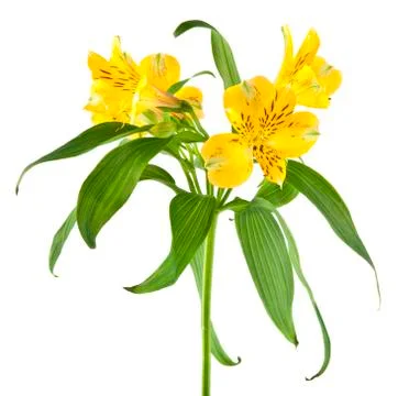 Alstroemeri Stock Photos