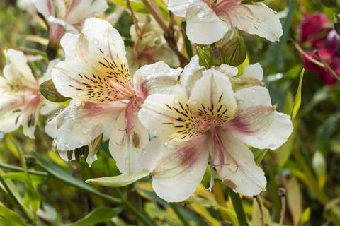 Alstroemeria 'Apollo' Stockfoto's