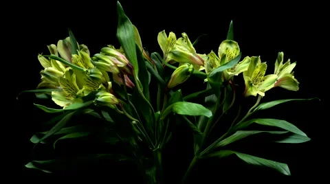 Alstroemeria Flower Timelapse Stock Footage 68775879