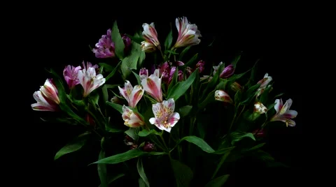 Alstroemeria Flower Timelapse Stock Footage 68779383