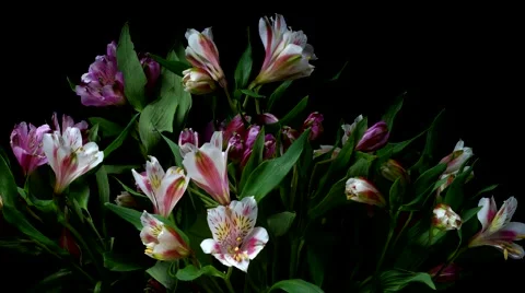 Alstroemeria Flower Timelapse Stock Footage 68781983