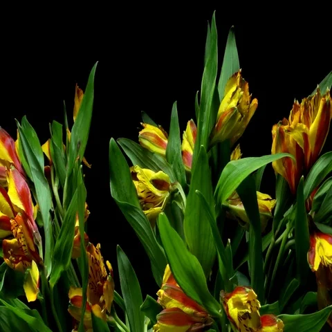 Alstroemeria Flower Timelapse Video stock 69531707