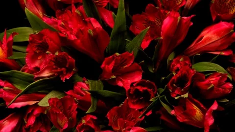 Alstroemeria Flower Timelapse Stock Footage 69929057