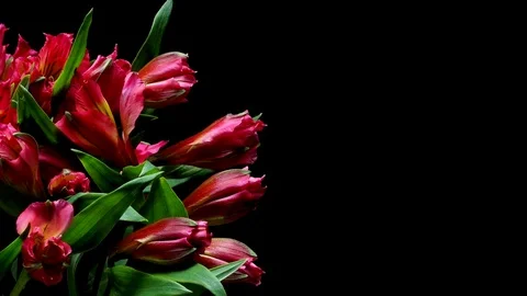 Alstroemeria Flower Timelapse Stock Footage 69935085