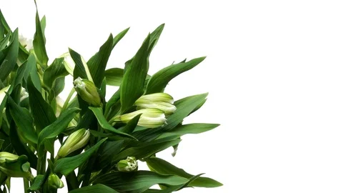 Alstroemeria Flower Timelapse Stock Footage 70872268
