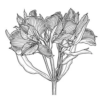 Alstroemeria flower vector line art. Beautifully flowering herbaceous plant.  Stock Illustration
