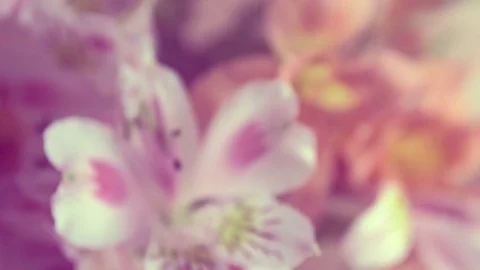 Alstroemeria flowers background, peruvian lily of different colors Stock Footage