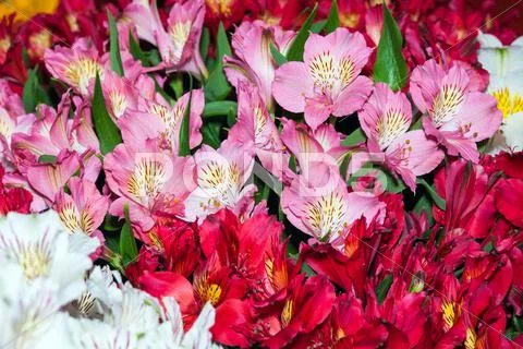 Alstroemeria flowers background Stock Photos