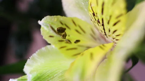 Alstroemeria Stock Footage 130621910