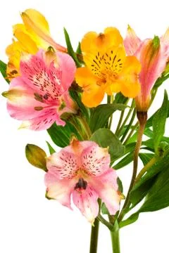 Alstroemeria Stock Photos