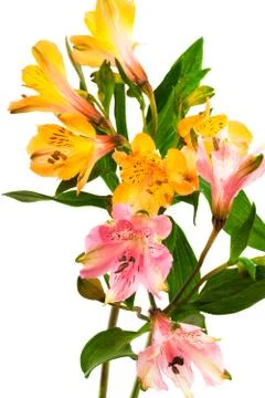 Alstroemeria Foto stock