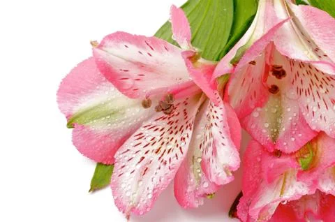 Alstroemeria Stock Photos