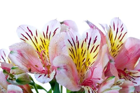 Alstroemeria Stock Photos