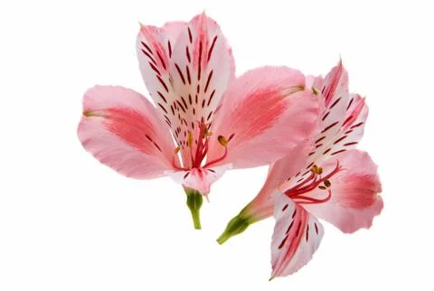 Alstroemeria Stock Photos