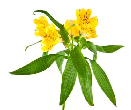Alstroemeria Stock Photos