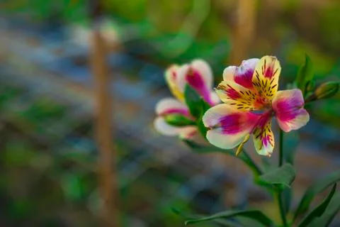 Alstroemeria Stock Photos