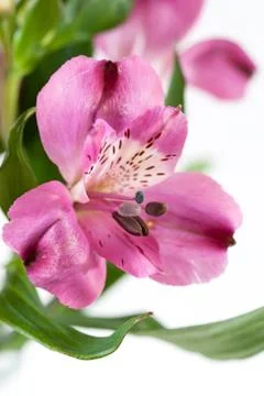 Alstroemeria Stock Photos