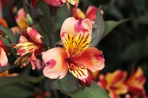 Alstroemeria Stock Photos