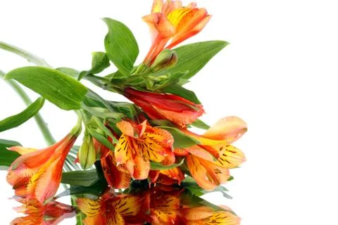 Alstroemeria with reflection on white background. Peruvian lilies. Foto stock