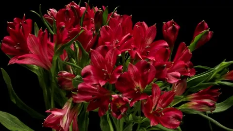 Alstroemeria Time-lapse Stock Footage 273841929