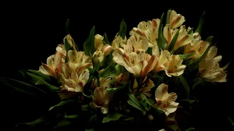 Alstroemeria Time-lapse Stock Footage 281535837