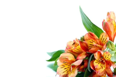 Alstroemeria on a white.  Empty space for Your text. Stock Photos