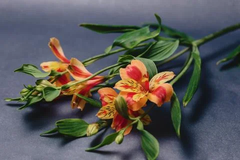 Alstroemerias on simple gray background Stock Photos