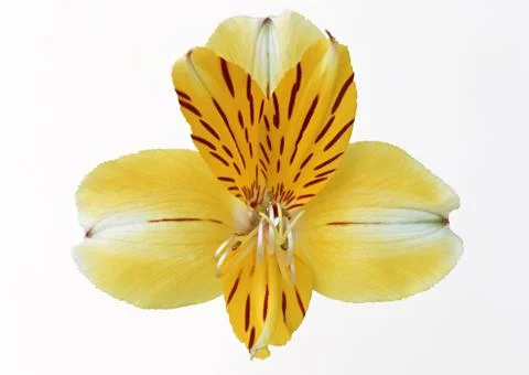 Alstromeria Stock Photos