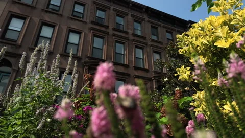 Alt bumblebees explore colorful flowers in front of Brooklyn brownstones Stock Footage 341897491