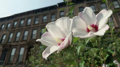Alt a pair of white and pink flowers in the front garden of a Brooklyn brownston Stock Footage 341895114
