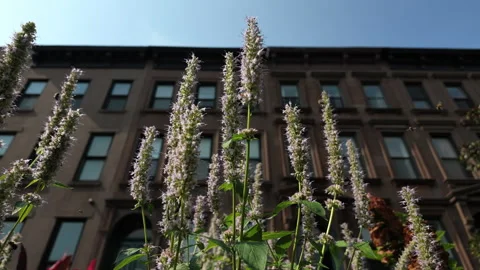 Alt slow motion bees swarm around pink flowers in front of Brooklyn brownstones Stock Footage 341896743