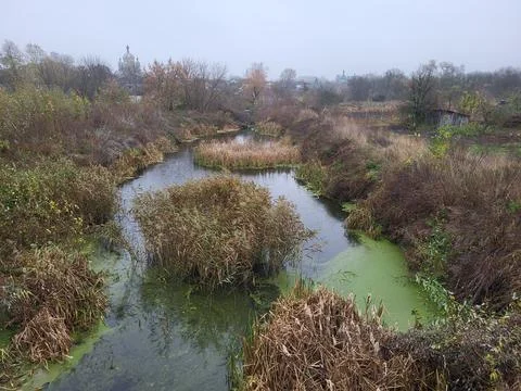 Alta River. A river with willows and duckweed on a cloudy autumn day Stock Photos