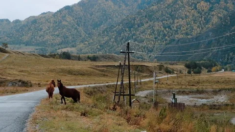 Altai, Autumn.  Stock Footage 91281492