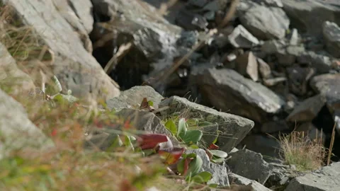 Altai Badan and waterfall Stock Footage 167365853