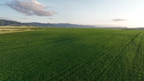 Altai flight over green fields 库存影片 255217191