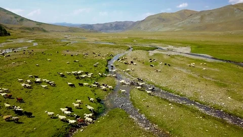 Altai from the height of bird flight a flock of sheep in the steppe Stock Footage 78623254