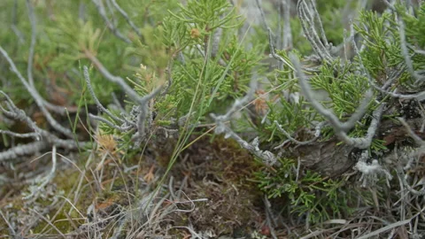Altai herbs Stock Footage 163778572
